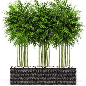 Bamboo